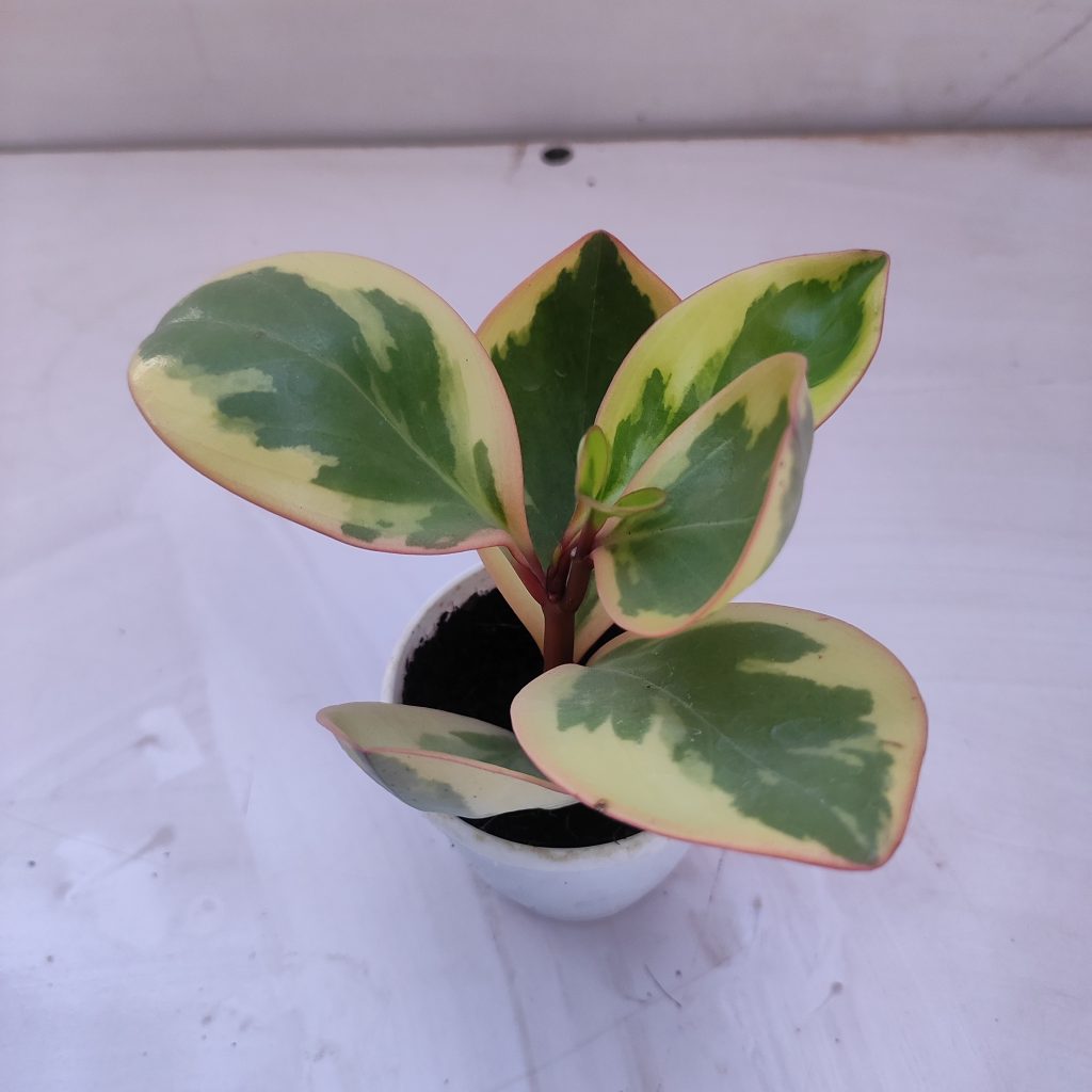 'red-edge Rainbow' Peperomia (peperomia Clusiifolia) Mini - Nurserybuy