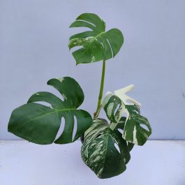 Monstera Archives - NurseryBuy