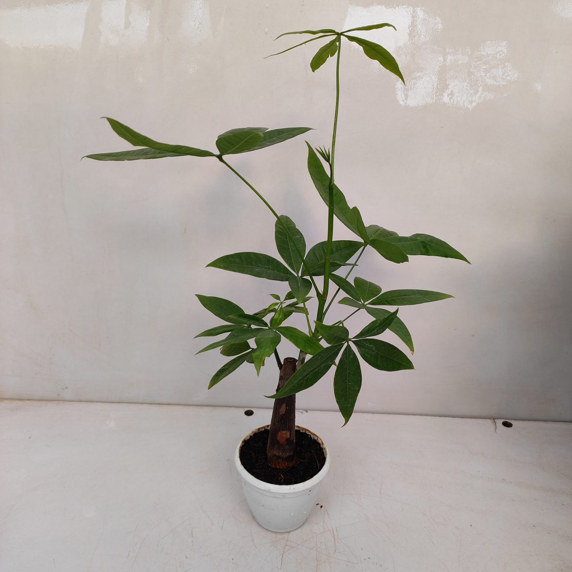 Pachira Aquatica Single Stem 'Money Tree' - NurseryBuy