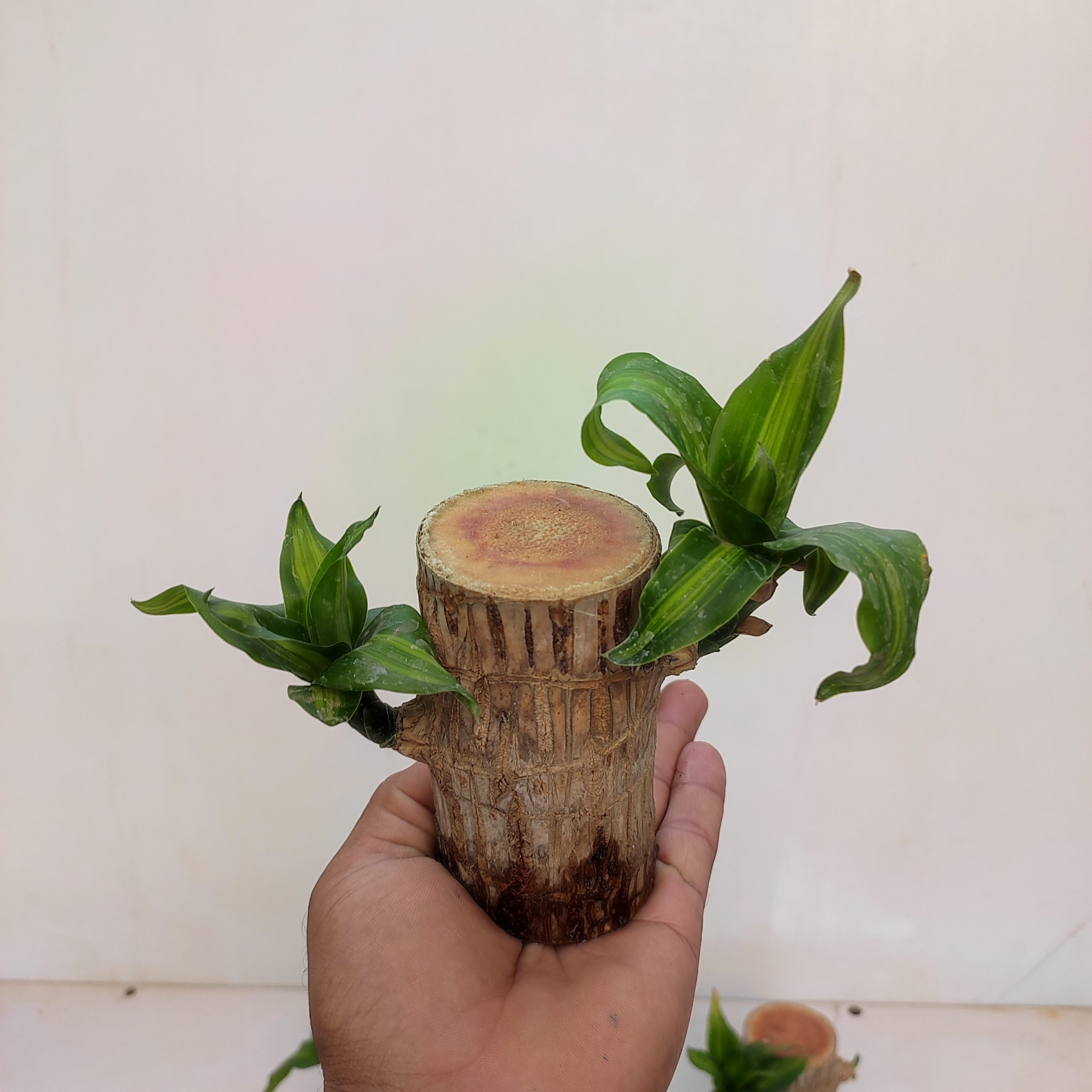 Brazilian Lucky Wood NurseryBuy