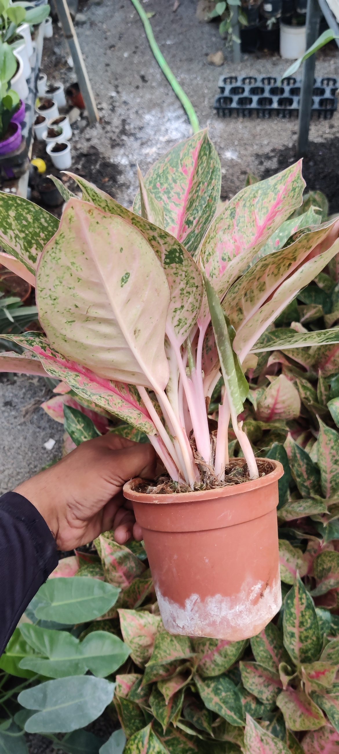 Aglaonema Sexilia - NurseryBuy