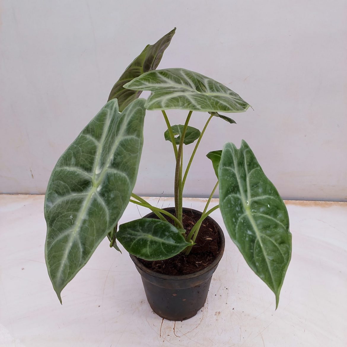 Alocasia 'Amazonica Ivory Coast' - NurseryBuy