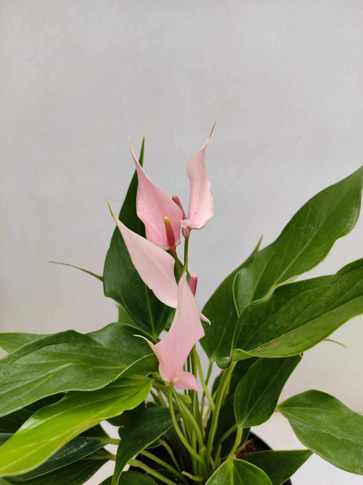 Anthurium Lilli - NurseryBuy