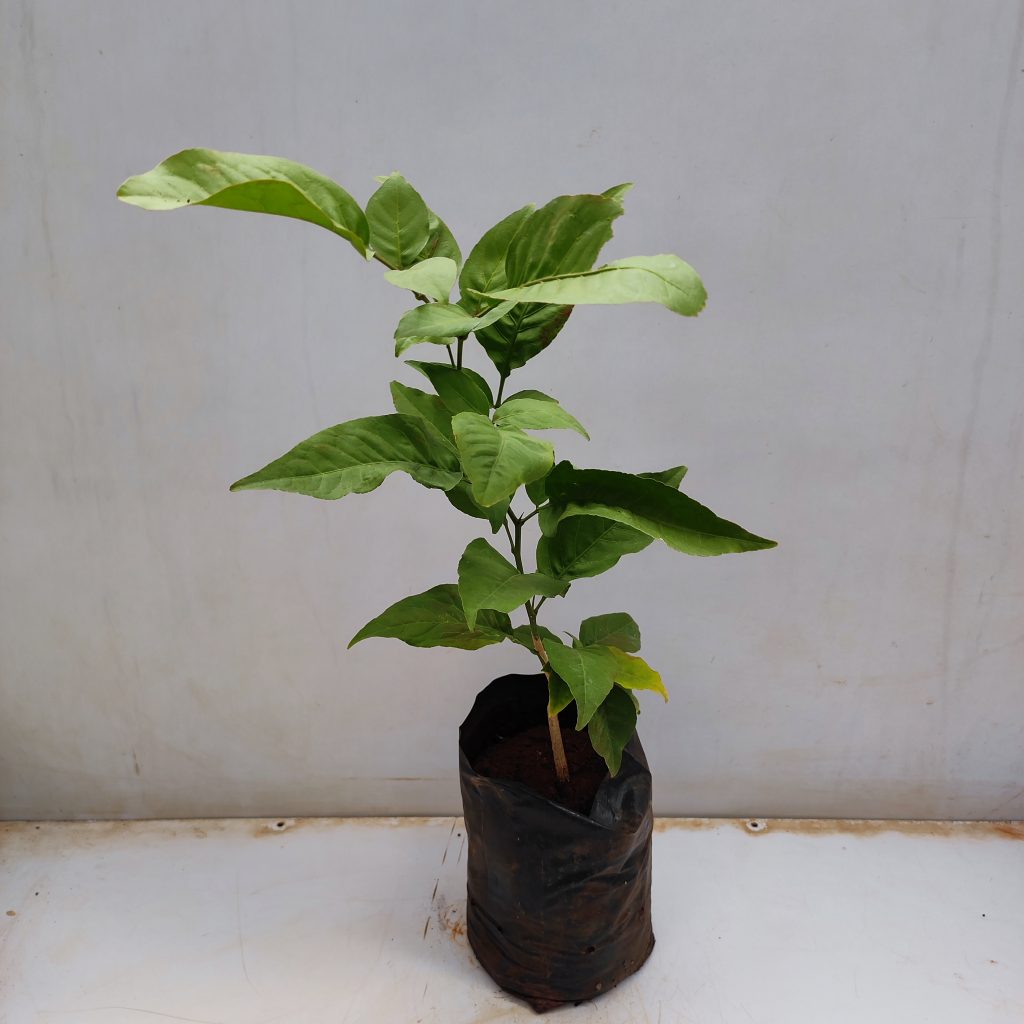 bel-tree-bilva-patra-nurserybuy