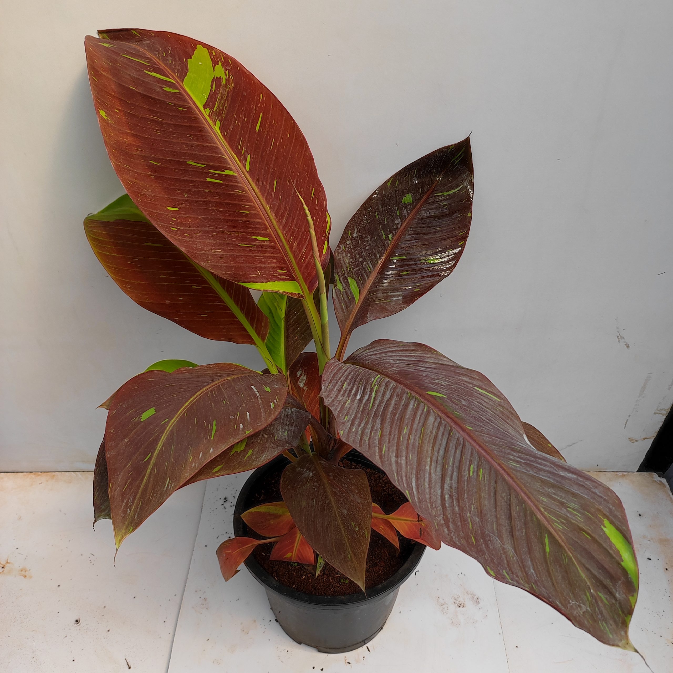 Siam Ruby Variegated Ornamental Banana - Small Rooted Starter Plant - Hope's Garden