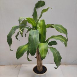 Dracaena sanderiana - 6er Set - Lucky Bambus - Glücksbambus - Höhe 40-50cm  - FloraStore