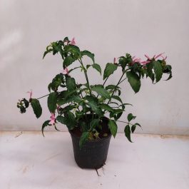 Alcea rosea - Mix of 6 - Red, lemon, purple - Garden - Pot 9cm - Height  25-40cm - FloraStore
