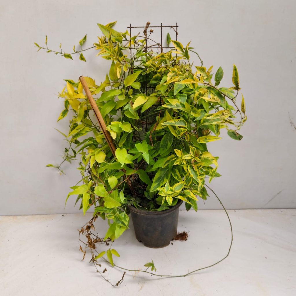 Solanum Jasminoides Album Variegatum / Variegated Nightshade Jasmine ...