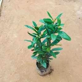 LongClovePlantIn5InchNurseryBag