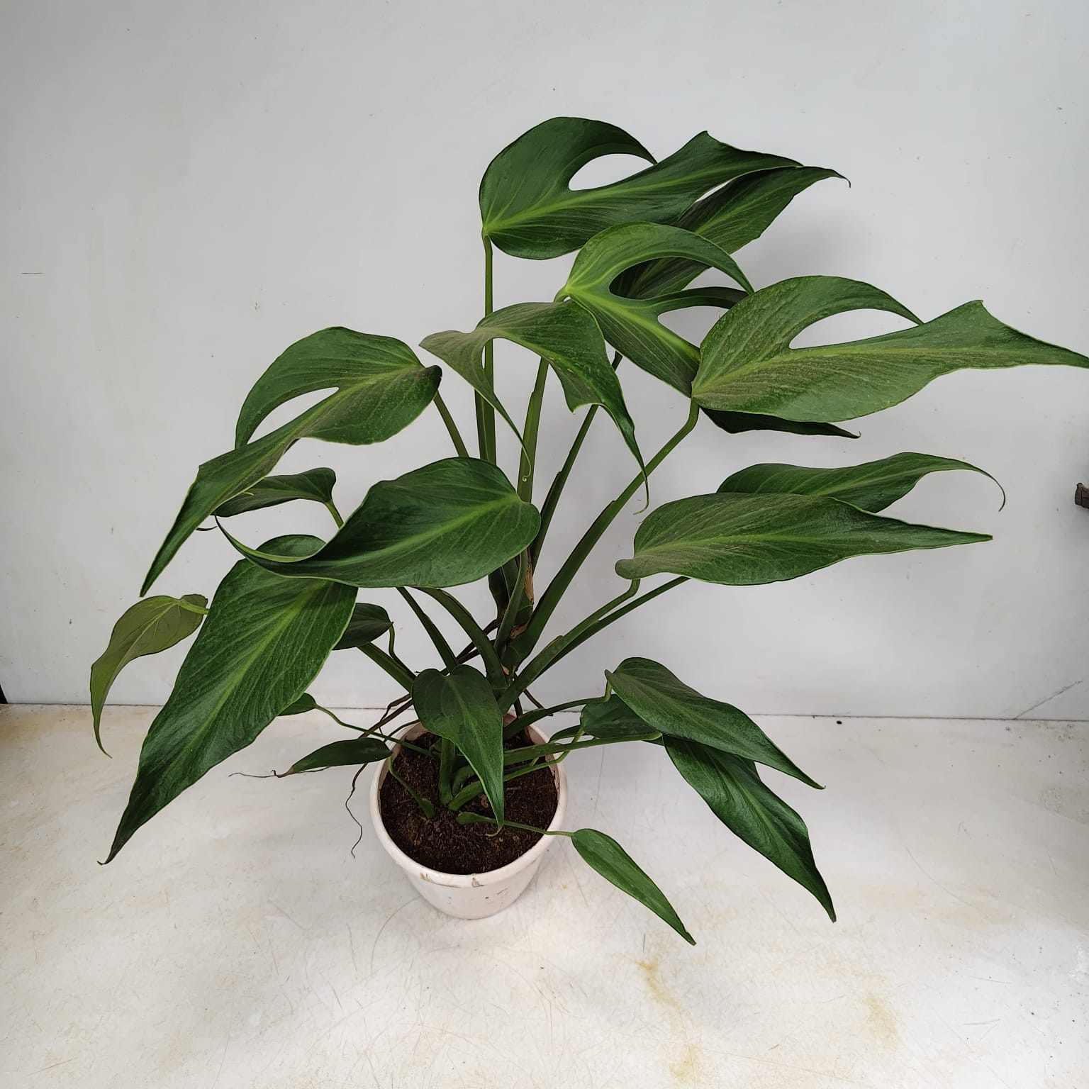 IMG-20260729-WA0169