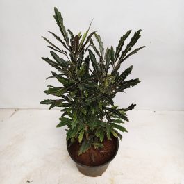 IMG-20260809-WA0080