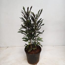 IMG-20260809-WA0099